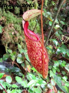 nepenthes