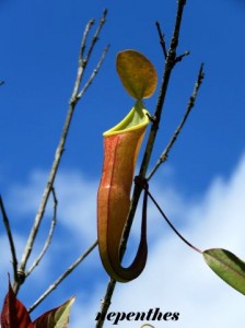 nepenthes 3